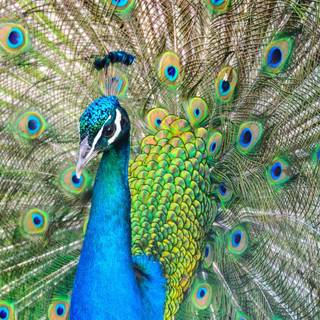 Peacock HD mobile wallpaper