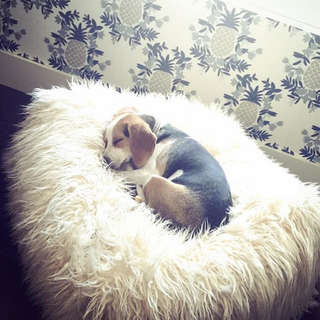 National Napping Day wallpaper