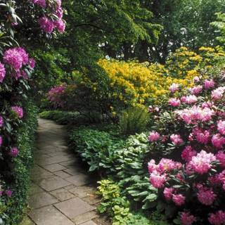 Rhododendrons wallpaper