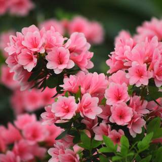 Rhododendrons wallpaper