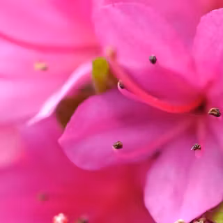 Rhododendrons wallpaper