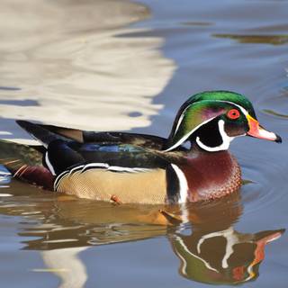 Spring ducks wallpaper