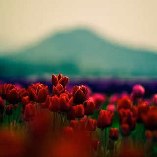 Mountain of tulips wallpaper