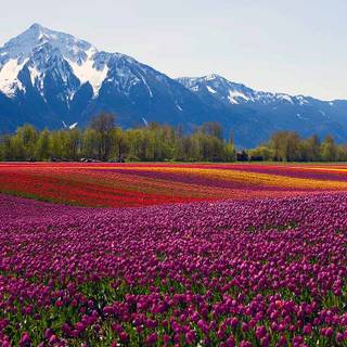 Mountain of tulips wallpaper