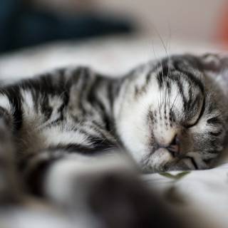 Sleeping cat wallpaper