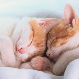 Sleeping cat wallpaper