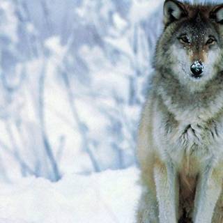 Wolves in snow wallpaper