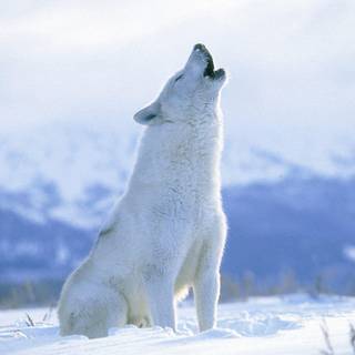 Wolves in snow wallpaper