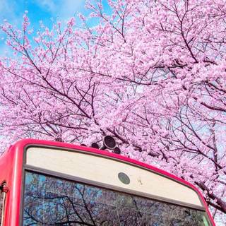 Spring South Korea wallpaper