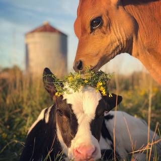 Baby farm animals wallpaper