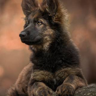 Jet black German Shepherd wallpaper