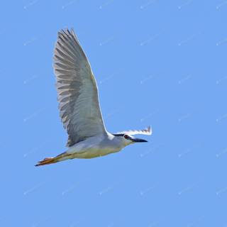 Black crowned Nycticorax Bird Flight wallpaper