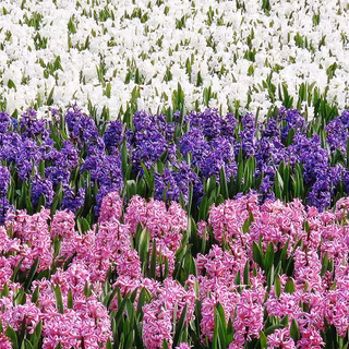 Purple hyacinth field spring wallpaper