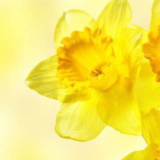Spring daffodils flowers wallpaper
