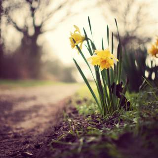 Spring daffodils flowers wallpaper