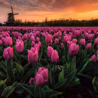 Tulips flowers dutch spring wallpaper