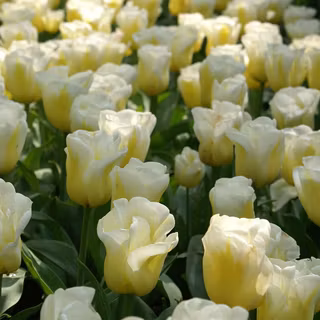 Tulips flowers dutch spring wallpaper