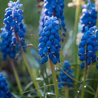 Blue hyacinth field spring wallpaper