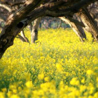 Spring beauty wallpaper