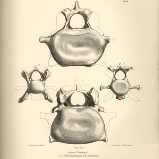 Charles Darwin Android wallpaper