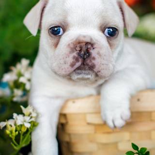 Baby French Bulldog wallpaper
