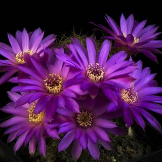 Cactus and lavender desktop wallpaper