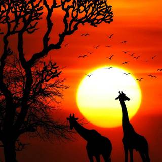 iPhone animal Full HD wallpaper