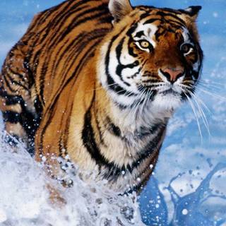 iPhone animal Full HD wallpaper