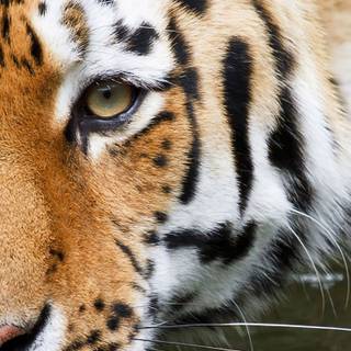 iPhone animal Full HD wallpaper