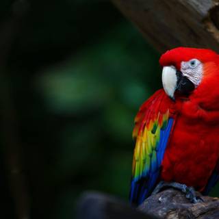 Macaw bird HD wallpaper