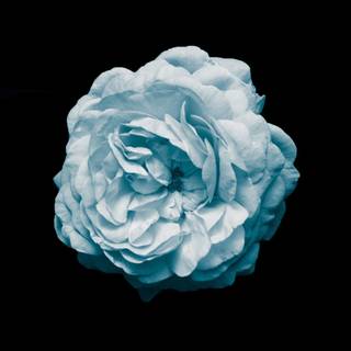 Blue amoled wallpaper