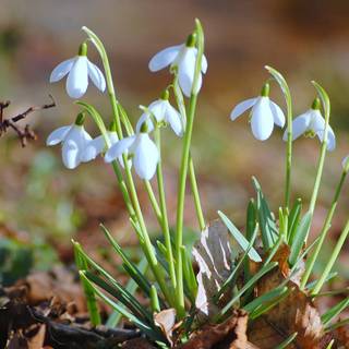 Keep calm think spring wallpaper