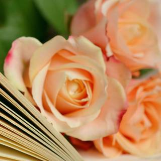 Rose in book wallpaper