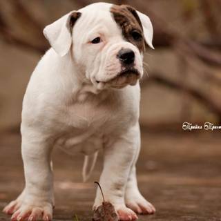 American Bulldog wallpaper