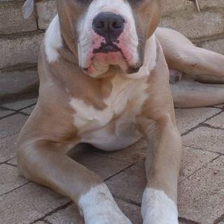 American Bulldog wallpaper