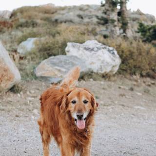 Baby Golden Retrievers wallpaper