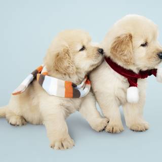 Baby Golden Retrievers wallpaper