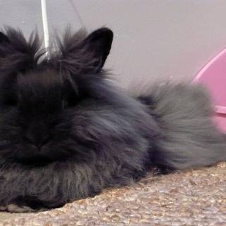 Angora rabbit wallpaper