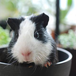 Guinea pig black and white wallpaper