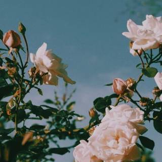 Pink roses aesthetic wallpaper