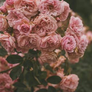 Pink roses aesthetic wallpaper
