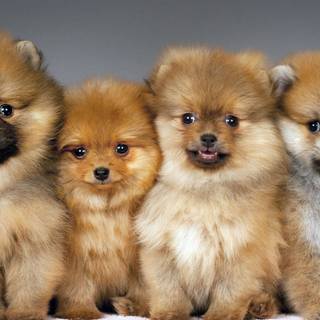 Pomeranian teacup dogs wallpaper