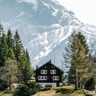 Nature iPhone 11 wallpaper