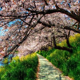 Unique spring wallpaper