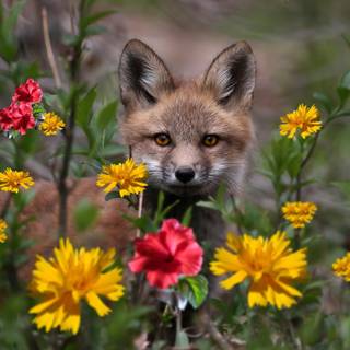 Fox spring wallpaper