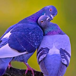 Love birds anime HD wallpaper