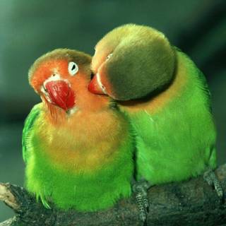 Love birds anime HD wallpaper