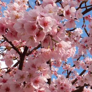 Spring mood wallpaper