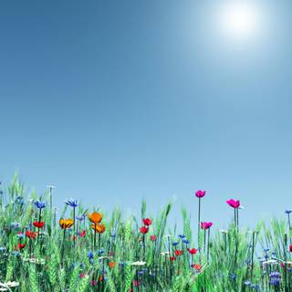 Spring mood wallpaper