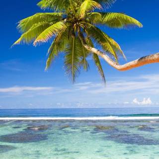 Palm trees phone wallpaper